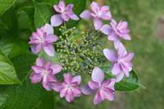 R0353199　ダンスパーティー