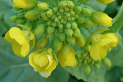 P1260054　菜の花