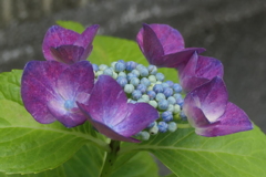 P1080295　紫陽花