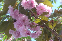 P1380176　八重桜