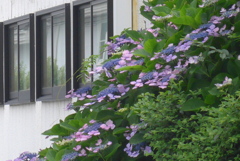 P1300660　紫陽花の咲く家