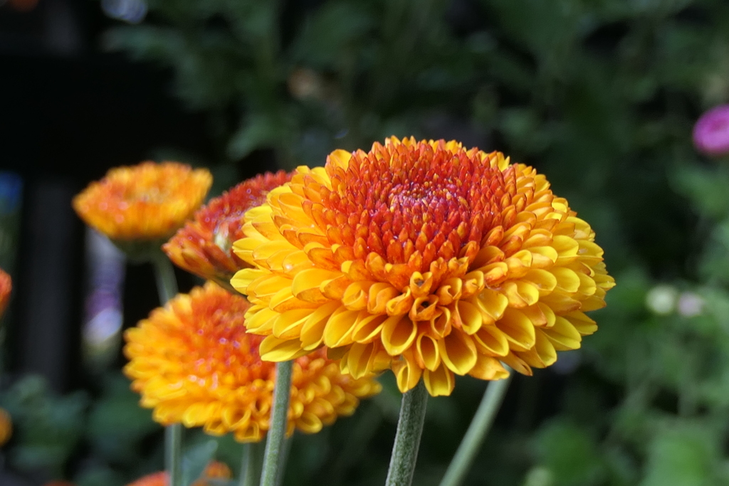 P1069432　菊