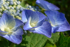 P1360009　紫陽花