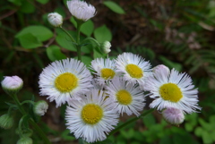 P1140949　野の花