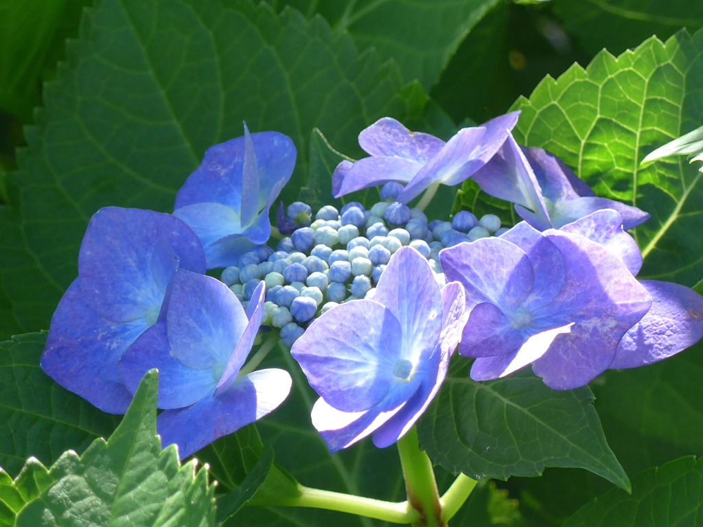 P1100156　アジサイ