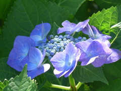 P1100156　アジサイ