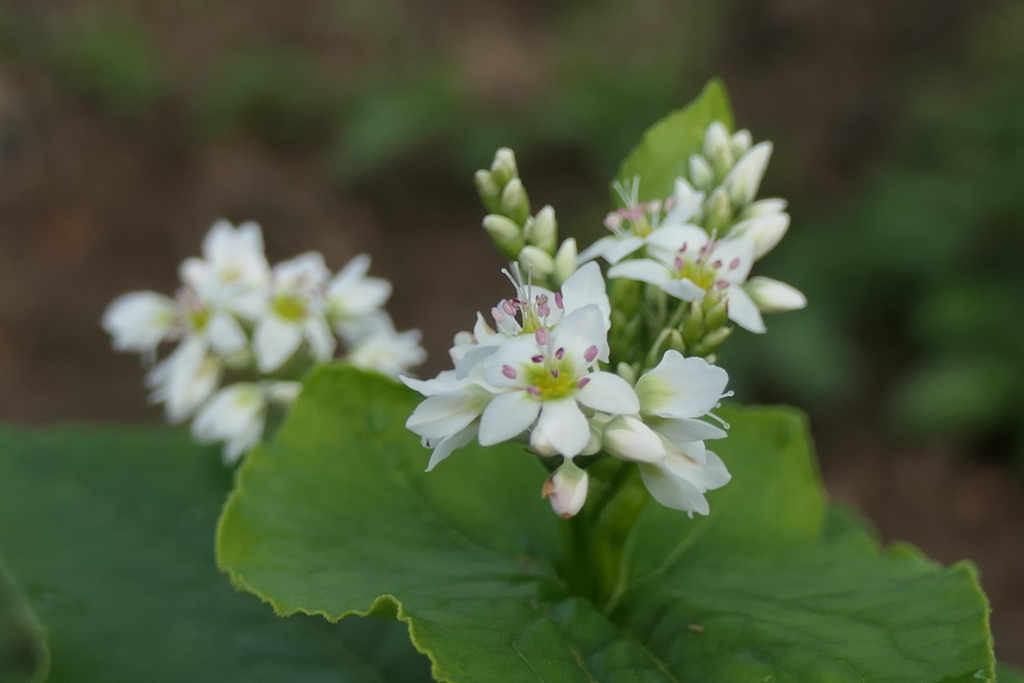 P1012244　ソバの花