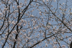 P1057920　桜