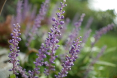 R0354116 ヤブラン R0354116 ヤブラン