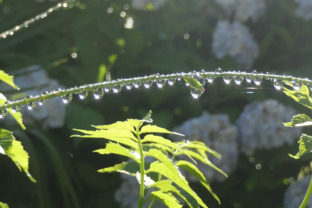 P1068918　雫