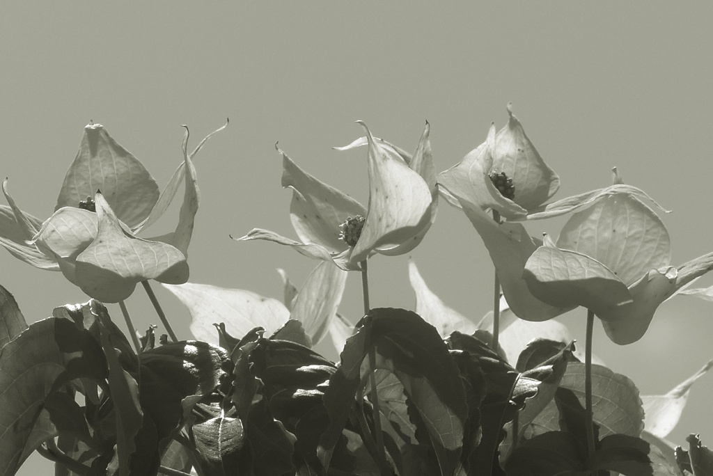 P1220792　ヤマボウシ