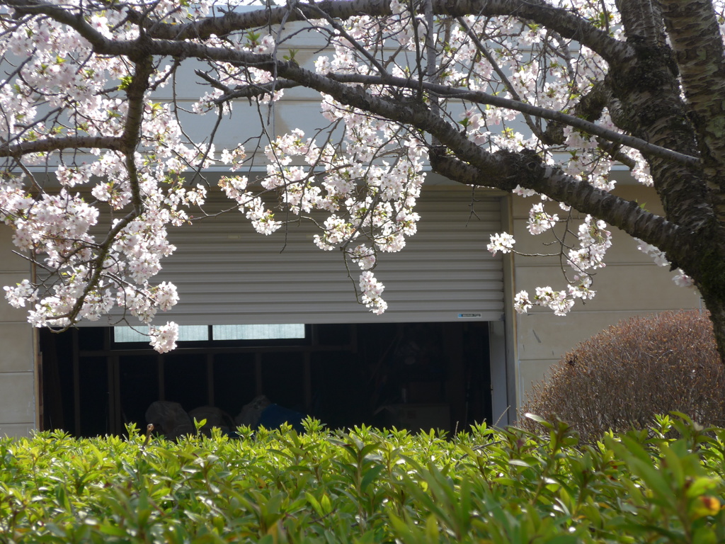 P1070990　さくら