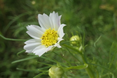 P1069209　コスモス