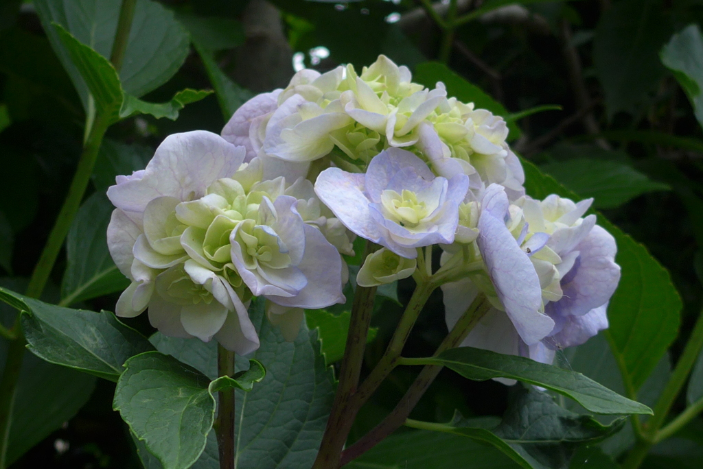P1360181　紫陽花