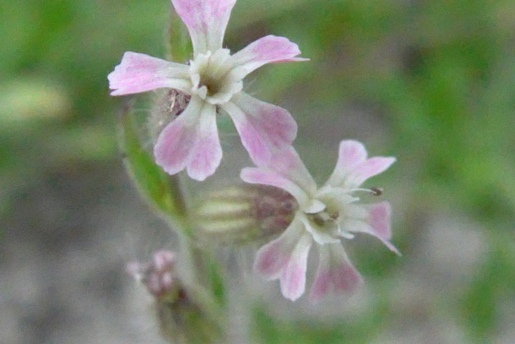 P1380559　小さな野の花