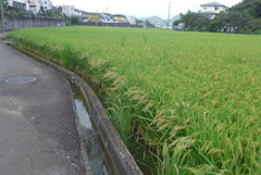 P1390006　9月の稲田