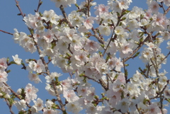 P1370903　サクラ