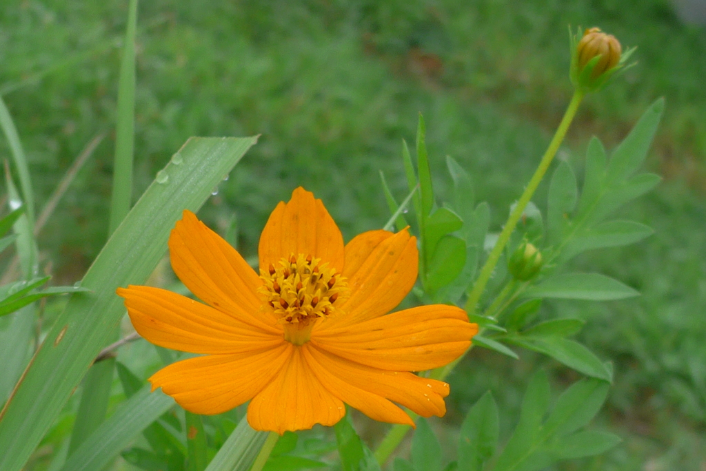 P1100587　キバナコスモス