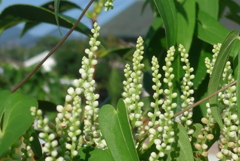 P1100858　ヤマイモの花
