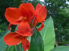 P1160863　カンナ