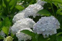 P1230321　白いアジサイ