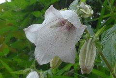 P1230054　ほ54　ほたるぶくろ