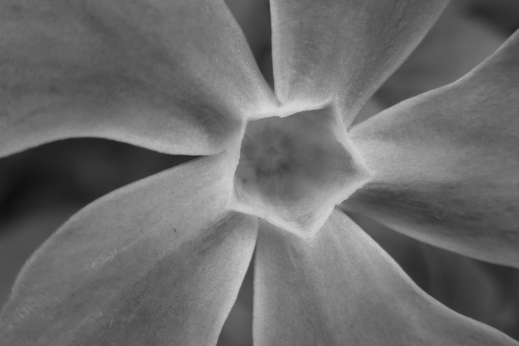 P1140343　花