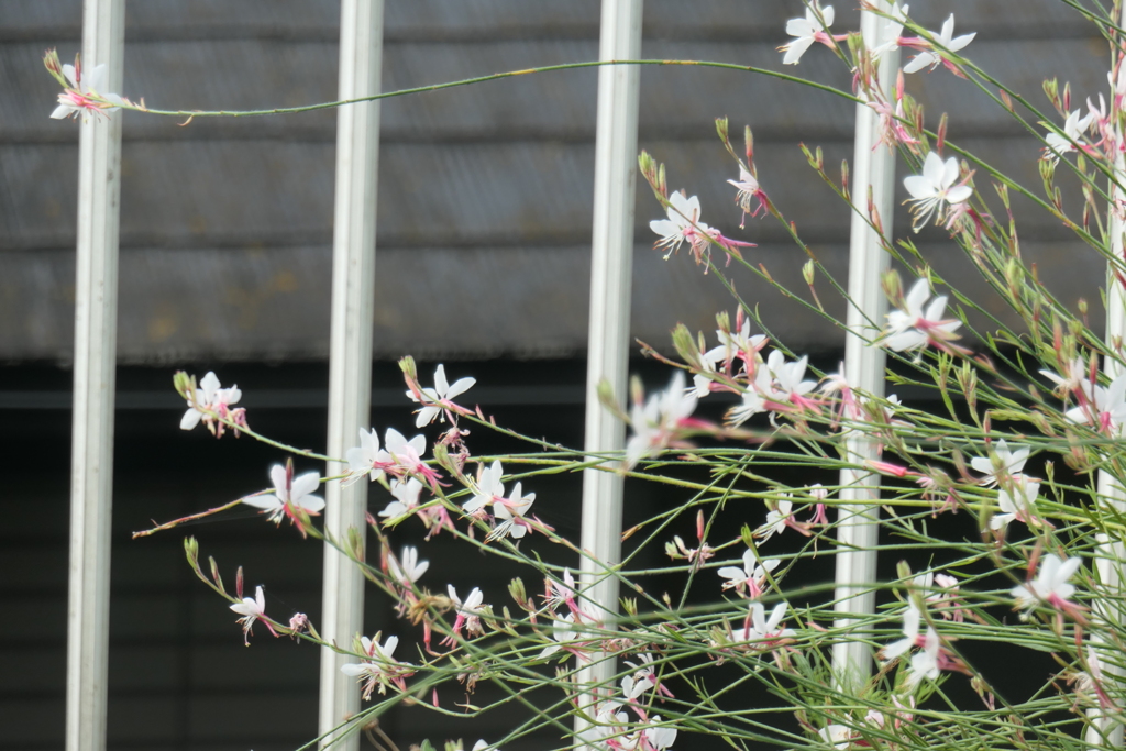 P1080646　白蝶草