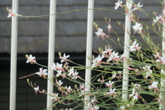 P1080646　白蝶草