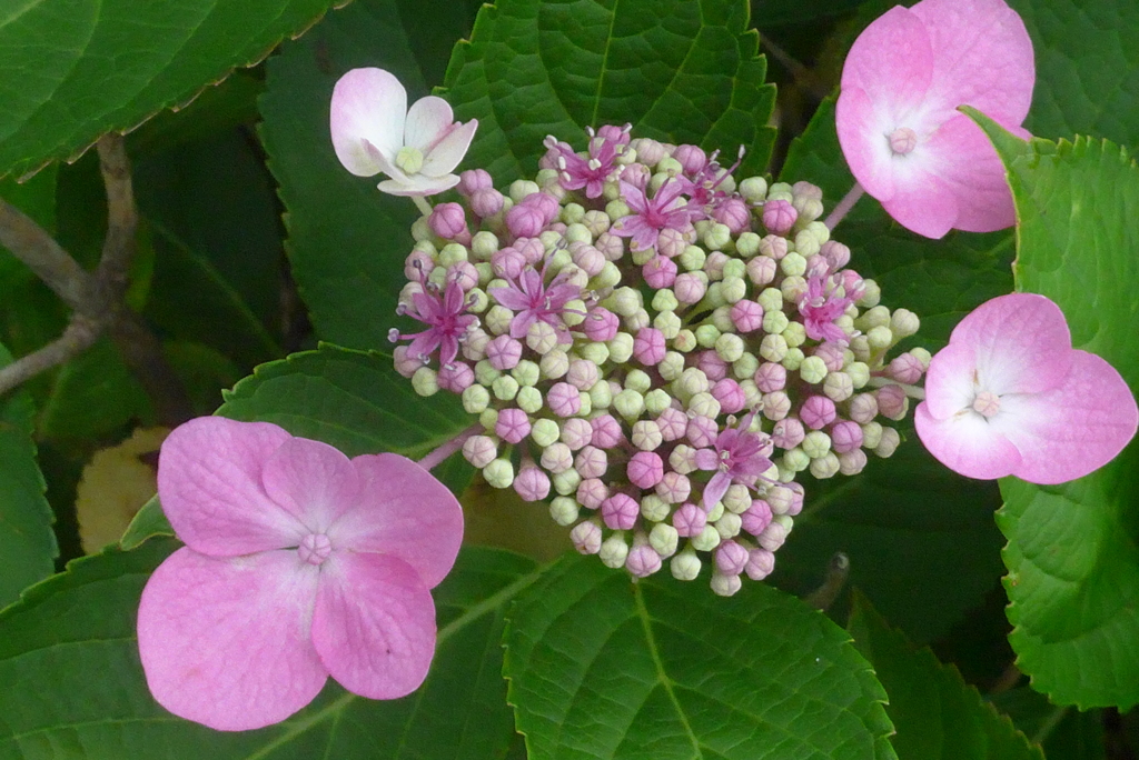 P1230638　公園のアジサイ