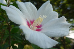 P1100748　ムクゲ