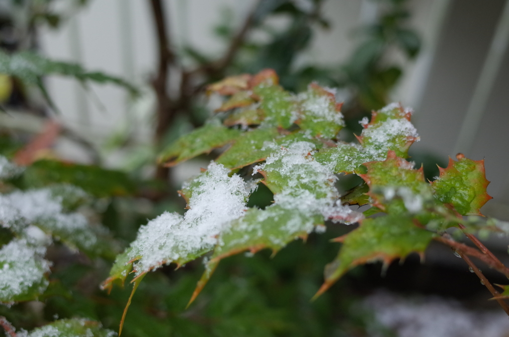 R0352927　雪が降りました