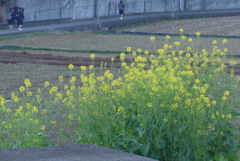 P1340874　菜の花の散歩道