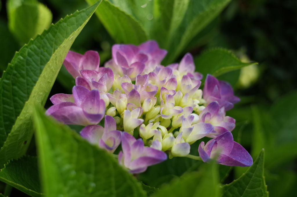 R0353113　紫陽花