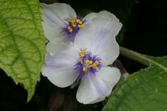 P1035715　ひとときの幸せ（花言葉）