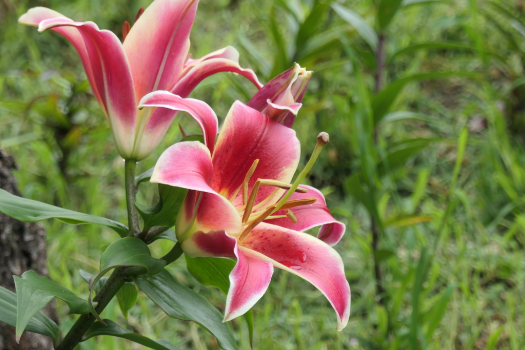 P1023944　可睡ゆりの園にて