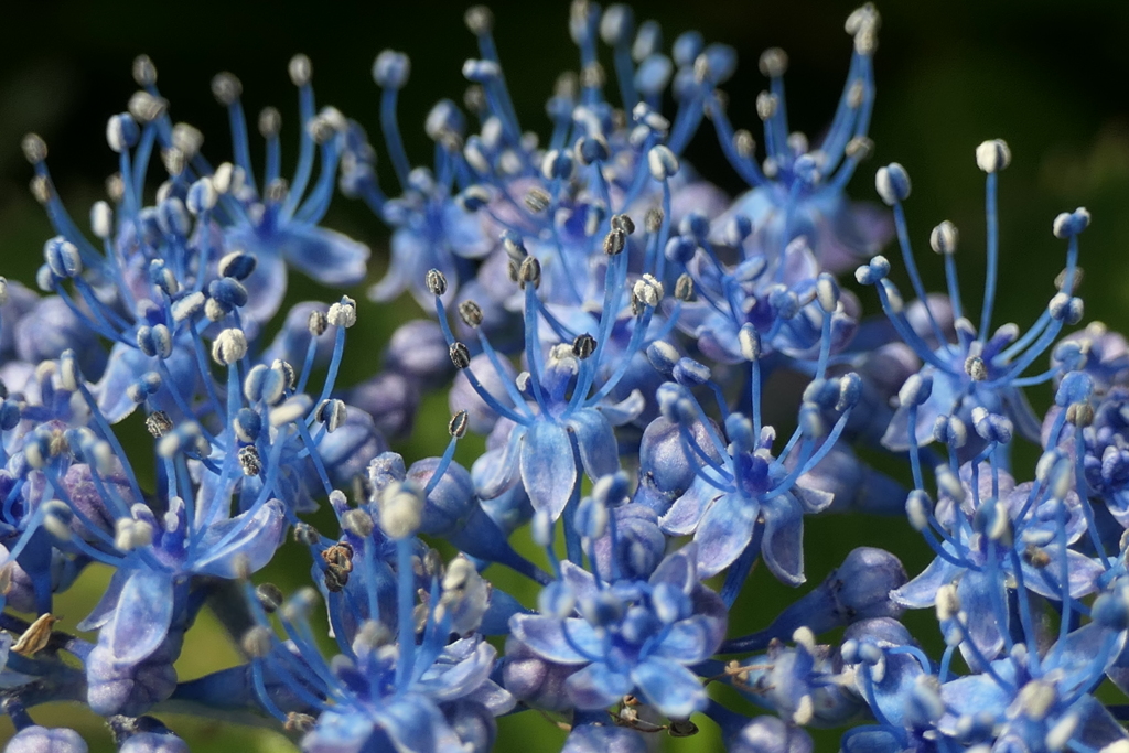 P1045842　紫陽花の花