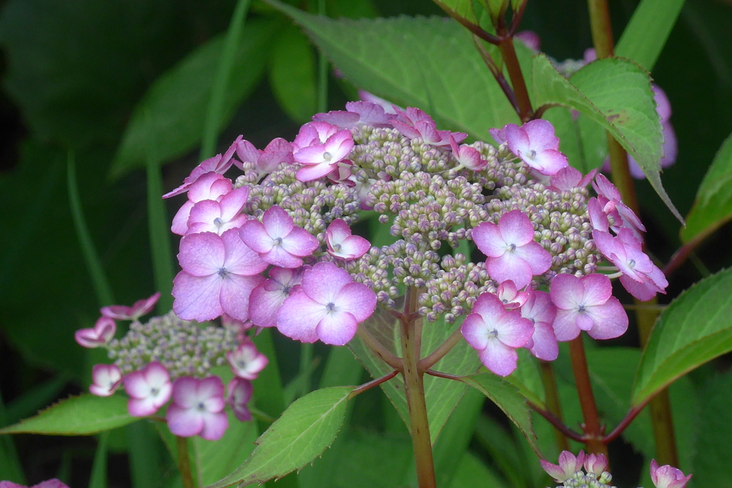 P1230205　かわいいアジサイ