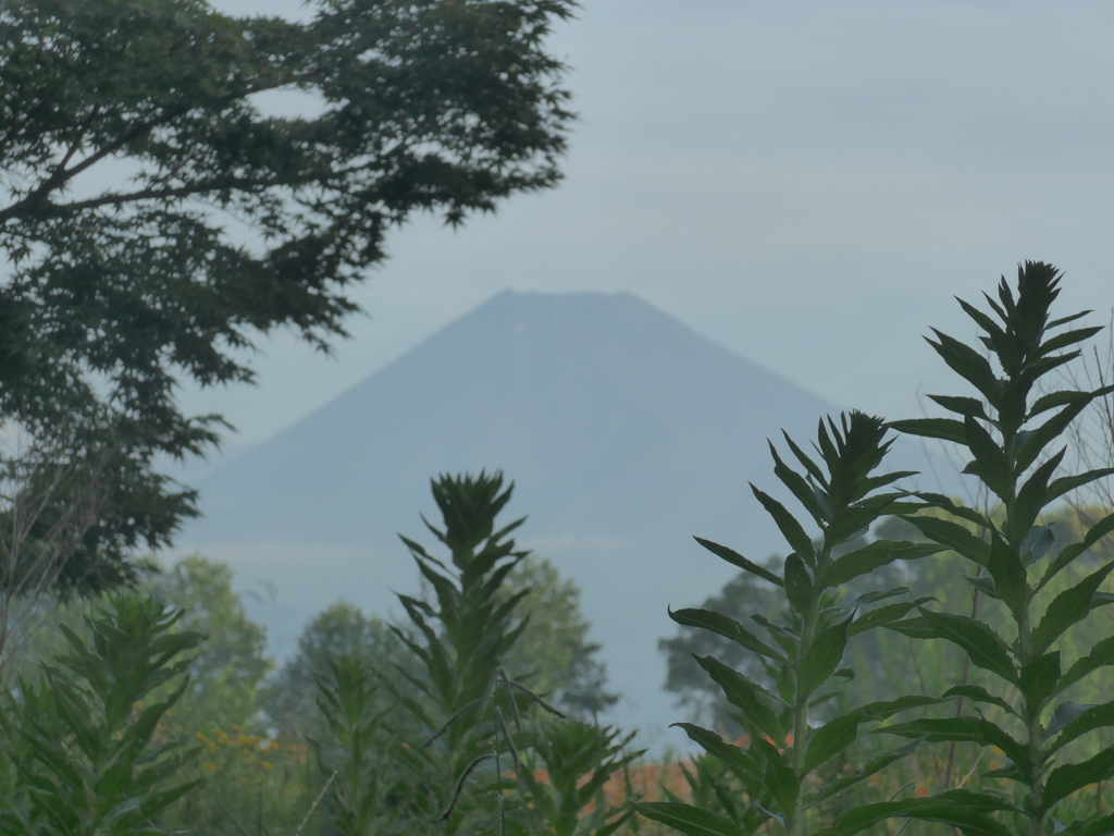 P1100667　7月14日 朝の富士山