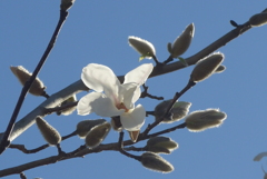 P1200789　コブシ