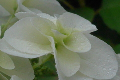 P1230127　公園の紫陽花