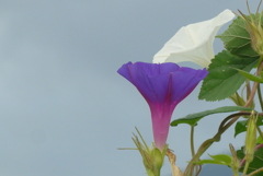 P1390016　アサガオ