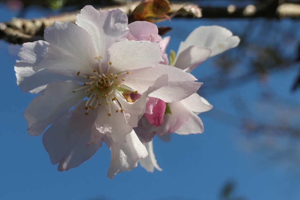 P1069587　十月桜
