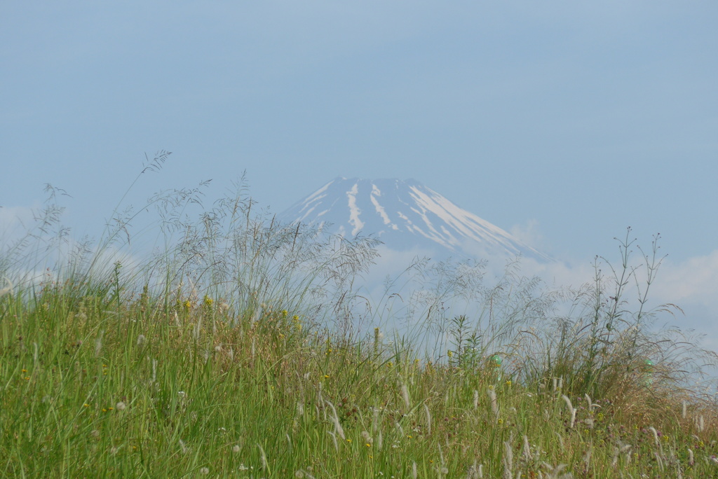 P1160062　6月1日 夏草と富士山