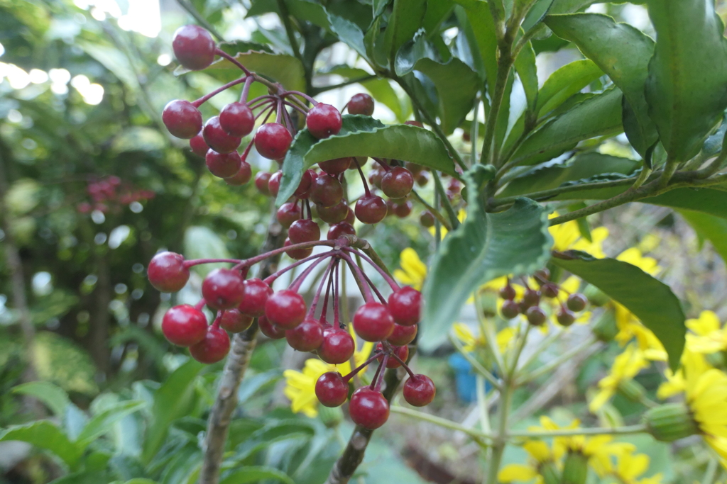 P1080951　マンリョウ