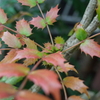 R0353354　秋色