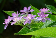 P1230413　ダンスパーティー