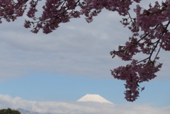 P1370598　3月9日 河津桜と今日の富士山