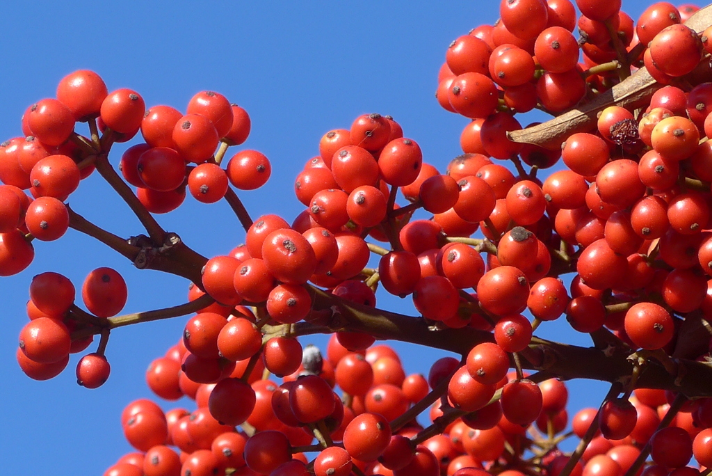 P1390458　クロガネモチ