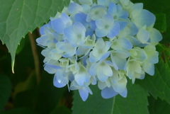 P1360032　優しい色